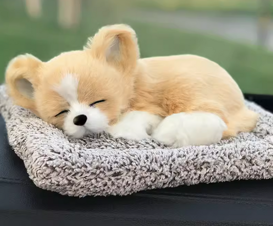 Sleeping Chihuahua